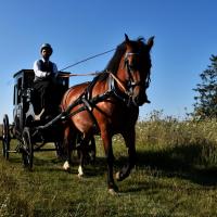 Némésis et le coupé de ville